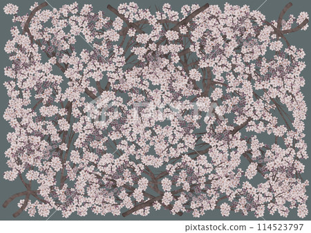 藍灰色背景下盛開的美麗櫻花 114523797