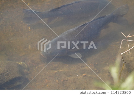 鯉魚 114523800