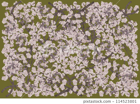 橄欖色背景下盛開的美麗櫻花 114523801