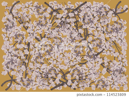 黃色背景下盛開的美麗櫻花 114523809