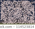 Fantastically beautiful cherry blossoms in full bloom on a navy blue background 114523814