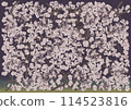 Fantastically beautiful cherry blossoms in full bloom on a purple background 114523816