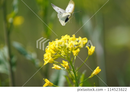 強姦花和蝴蝶 強姦花和蝴蝶 114523822