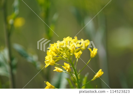 強姦開花 114523823