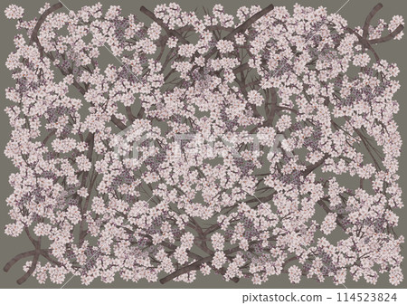 在大地色系的背景下，盛開著美麗的櫻花 114523824