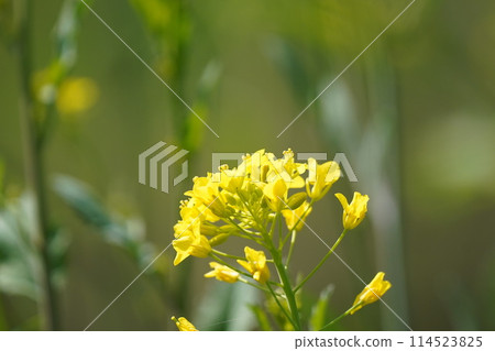 強姦開花 強姦開花 114523825