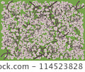 Fantastically beautiful cherry blossoms in full bloom on a yellow-green background 114523828