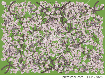 黃綠色背景下盛開的美麗櫻花 114523828