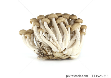 Group of Shimeji mushrooms isolated white background 114523958