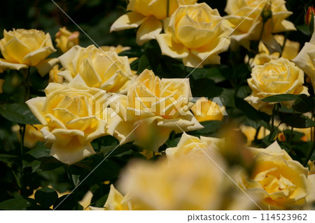 Yellow Rose Amatsuotome 4 114523962