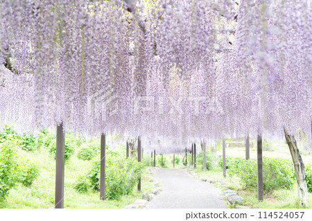 風早之裡的紫藤架 114524057