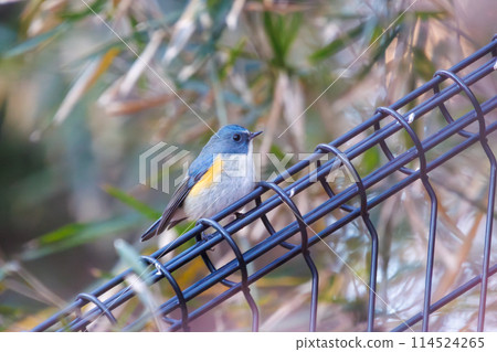 The blue bird of happiness, the cute Blue-and-White Flycatcher (Flycatcher family). Photographed in the winter of 2022 in Chiba Prefecture, Japan. 114524265