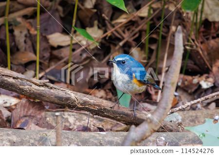 The blue bird of happiness, the cute Blue-and-White Flycatcher (Flycatcher family). Photographed in the winter of 2022 in Chiba Prefecture, Japan. 114524276