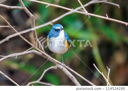 The blue bird of happiness, the cute Blue-and-White Flycatcher (Flycatcher family). Photographed in the winter of 2022 in Chiba Prefecture, Japan. 114524280