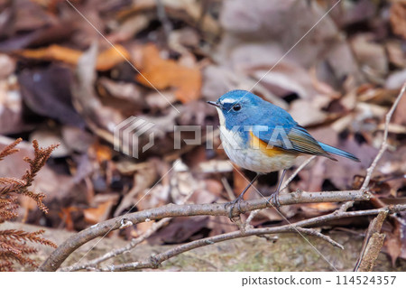 藍色的幸福之鳥,可愛的藍翅鶲(鶲科)。位於日本千葉縣。拍攝於 2024 年冬季。 藍色的幸福之鳥,可愛的藍翅鶲(鶲科)。位於日本千葉縣。拍攝於 2024 年冬季。 114524357