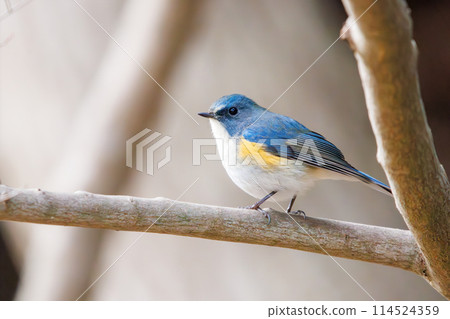 The blue bird of happiness, the cute Blue-and-White Flycatcher (Flycatcher family). Photographed in the winter of 2024 in Chiba Prefecture, Japan. The blue bird of happiness, the cute Blue-and-White Flycatcher (Flycatcher family). Photographed in the winter of 2024 in Chiba Prefecture, Japan. 114524359