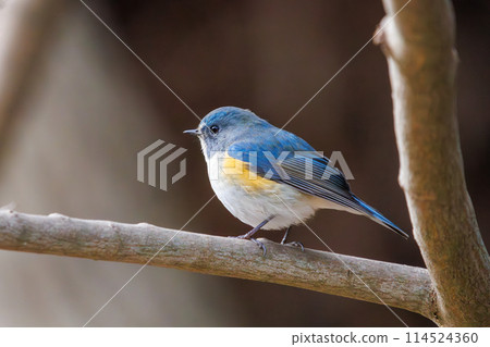 The blue bird of happiness, the cute Blue-and-White Flycatcher (Flycatcher family). Photographed in the winter of 2024 in Chiba Prefecture, Japan. The blue bird of happiness, the cute Blue-and-White Flycatcher (Flycatcher family). Photographed in the winter of 2024 in Chiba Prefecture, Japan. 114524360