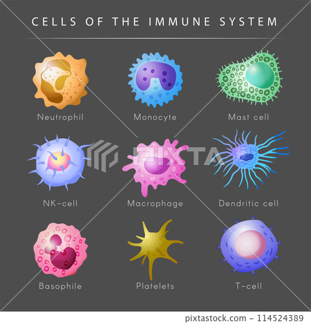 Immune system. Microbiology set monocyte lymphocyte t and b cells recent vector cartoon pictures 114524389