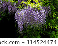 Wisteria flowers in nature 114524474