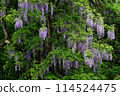 Trees covered in purple wisteria flowers 114524475