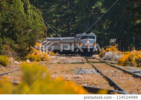 Passenger train in silver and blue hues travels on railway tracks surrounded by vibrant yellow wildflowers and greenery. Lush forest landscape with clear blue skies. 114524499