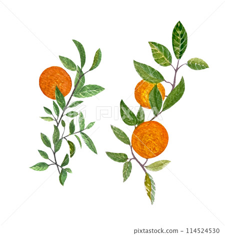 Orange fruit branches with leafs watercolor set isolated on white background. High quality hand drawn art for food design, packages, restaurant menu, cards, natural organic food, label, logo and decor 114524530
