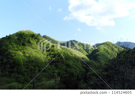新鮮的綠色包裹的山脈 新鮮的綠色包裹的山脈 114524605