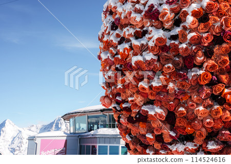 Floral installation against snowy Swiss Alps backdrop at Murren ski resort. Roses in red, orange, white, under blue sky next to Schilthorn summit facility. 114524616