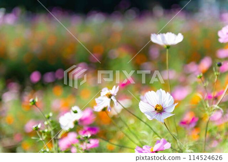 多彩多姿的波斯菊領域 114524626