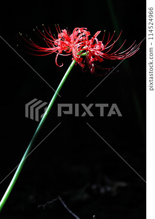 Red spider lilies floating in the darkness [at Soko-in Temple in Matsudo City, Chiba Prefecture] 114524966