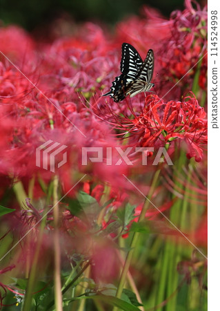 Red flowers and swallowtail butterfly [at Murakami Green Park, Yachiyo City, Chiba Prefecture] 114524998