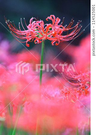 紅叢孤挺花[千葉縣八千代市村上綠地公園] 114525001