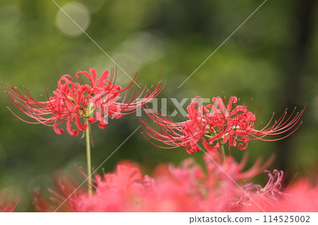 紅叢孤挺花[千葉縣八千代市村上綠地公園] 114525002