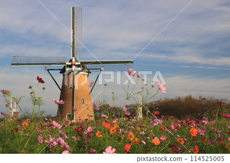 Scenery of a cosmos field and a windmill [at Sakura Furusato Square in Sakura City, Chiba Prefecture] 114525005