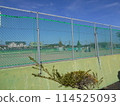 Summer tennis court 114525093