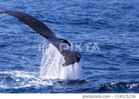 鯨魚尾巴濺起水花 114525236