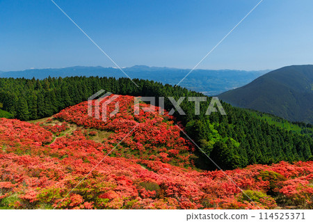 鮮紅的杜鵑花將山面染紅 鮮紅的杜鵑花將山面染紅 114525371