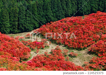 Bright red azaleas paint the mountainside Bright red azaleas paint the mountainside 114525373