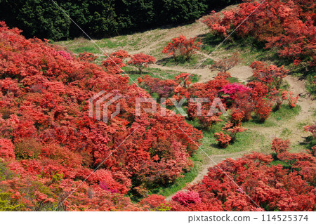 鮮紅的杜鵑花將山面染紅 鮮紅的杜鵑花將山面染紅 114525374
