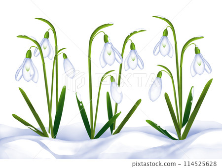 Snowdrop flowers blooming in the snow 114525628