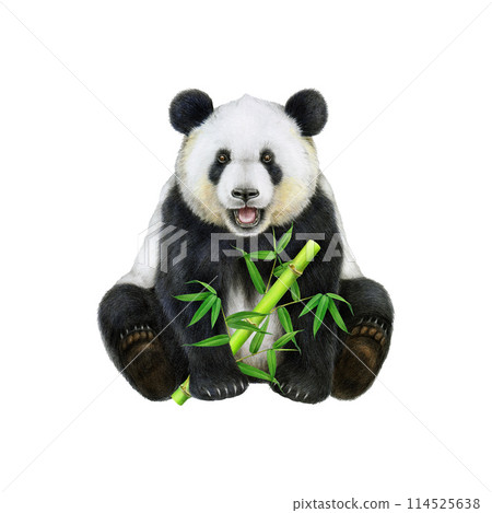 Panda holding bamboo stick. Watercolor illustration. Hand drawn cute asian bear. Cute sitting giant panda with bamboo sprout. Ailuropoda melanoleuca China native wildlife animal. White background 114525638