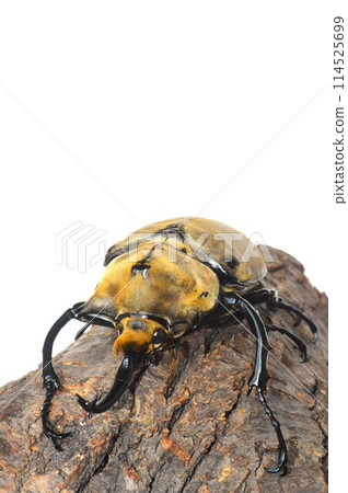 Elephant beetle on a tree, white background Elephant beetle on a tree, white background 114525699