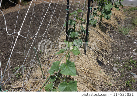 Radish planted in the field 114525821