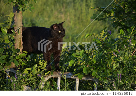 黑貓爬上柵欄玩耍 114526012