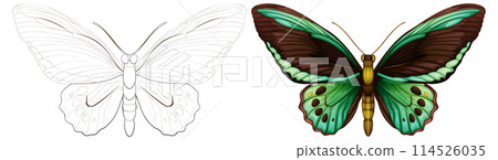 Colorful Butterfly Vector Illustration Colorful Butterfly Vector Illustration 114526035
