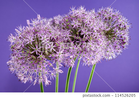 Blooming pink allium aflatunense on a purple background 114526205