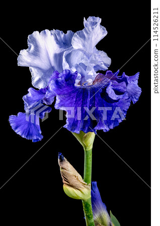 Blooming blue iris Mariposa Skies on a black background Blooming blue iris Mariposa Skies on a black background 114526211