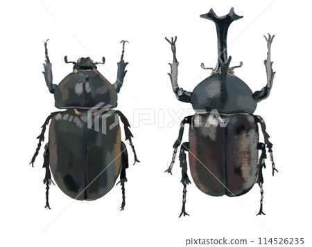 Rhinoceros beetle (male and female) Rhinoceros beetle (male and female) 114526235