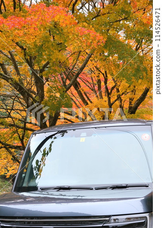 Autumn leaves and cars at Lake Naguri 114526471