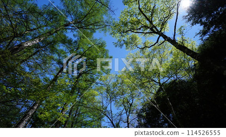 藍天和陽光透過樹林 藍天和陽光透過樹林 114526555